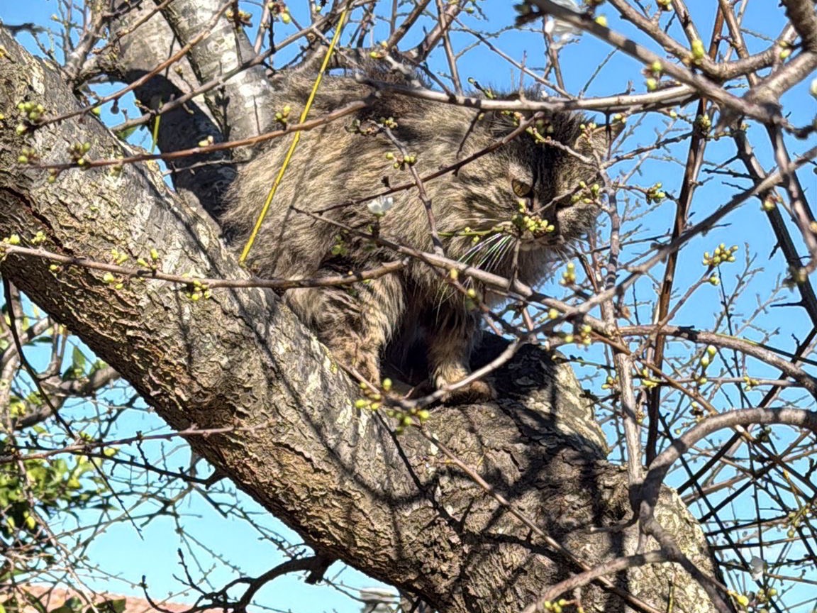 Adotta un gatto, femmina, 2 anni e 11 mesi, Taranto
