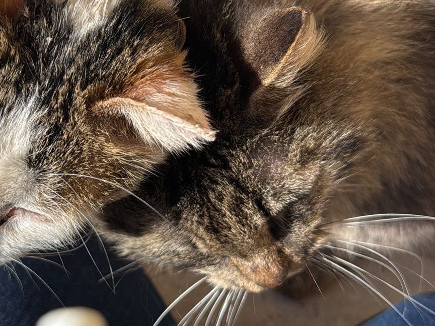 Adotta un gatto, taglia non valida, femmina, Taranto