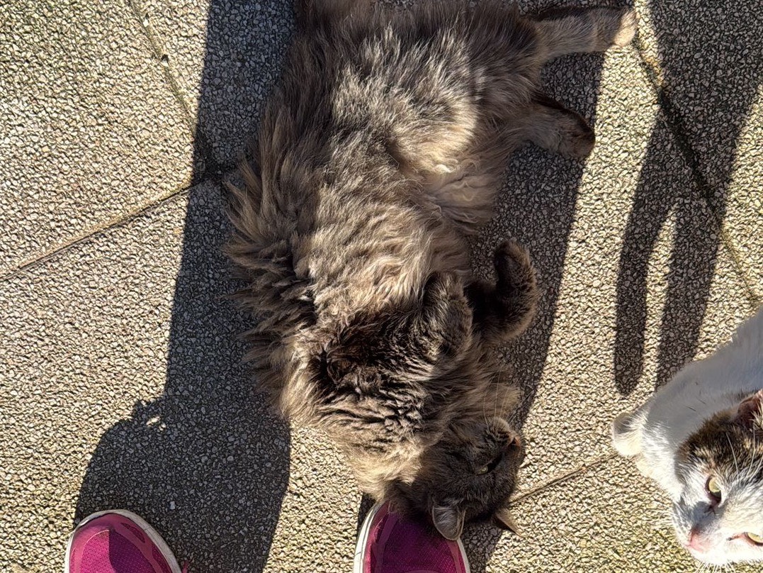 Vuoi adottare un gatto a Taranto?