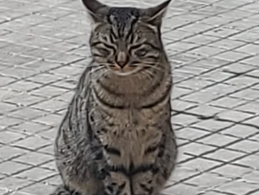 Adozione gatto, maschio, Razza sconosciuta Razza sconosciuta, 2 anni e 3 mesi, taglia non valida, Taranto