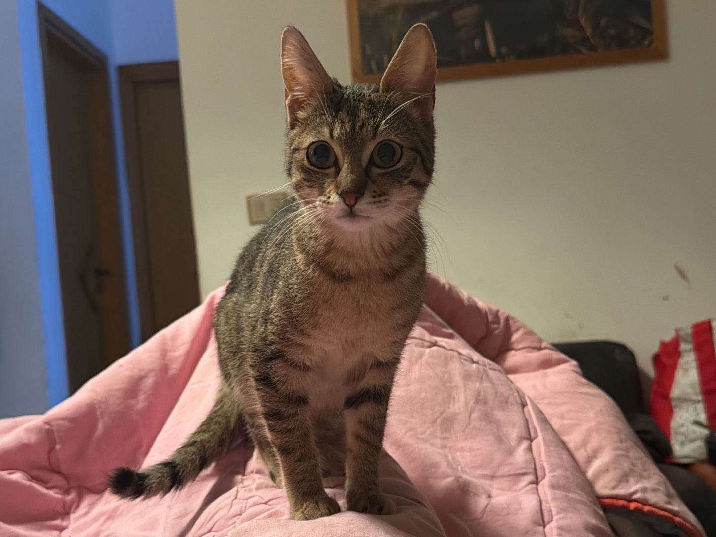 Adozione gatto, femmina, Razza sconosciuta Razza sconosciuta, 5 mesi, taglia non valida, Taranto