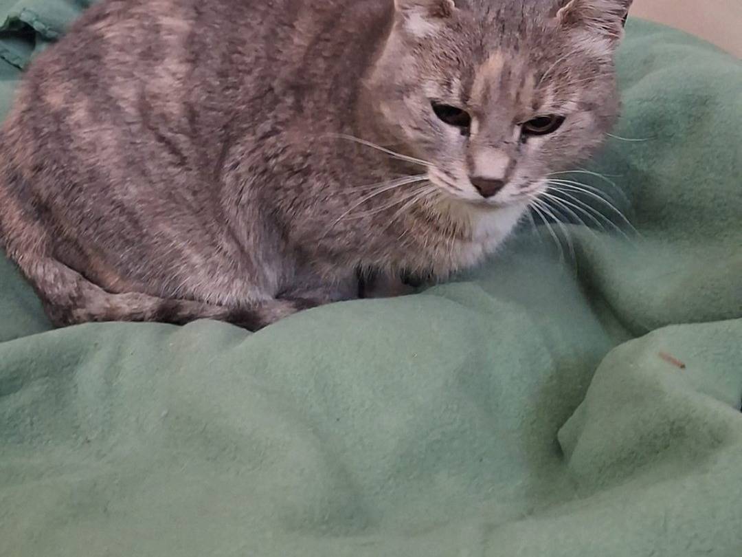 Adotta un gatto, taglia non valida, femmina, Crotone