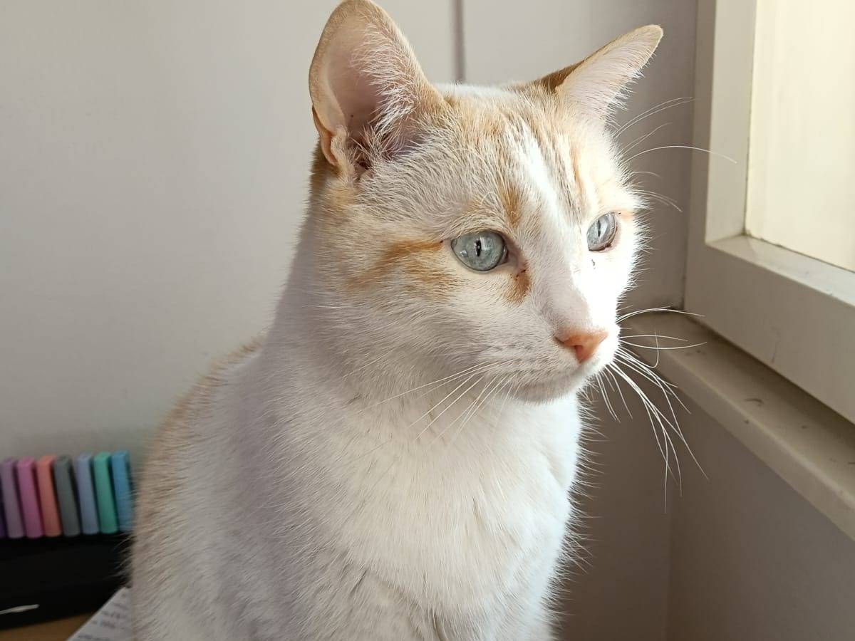 Adozione gatto, maschio, Razza sconosciuta Razza sconosciuta, 3 anni e 11 mesi, taglia non valida, Trieste