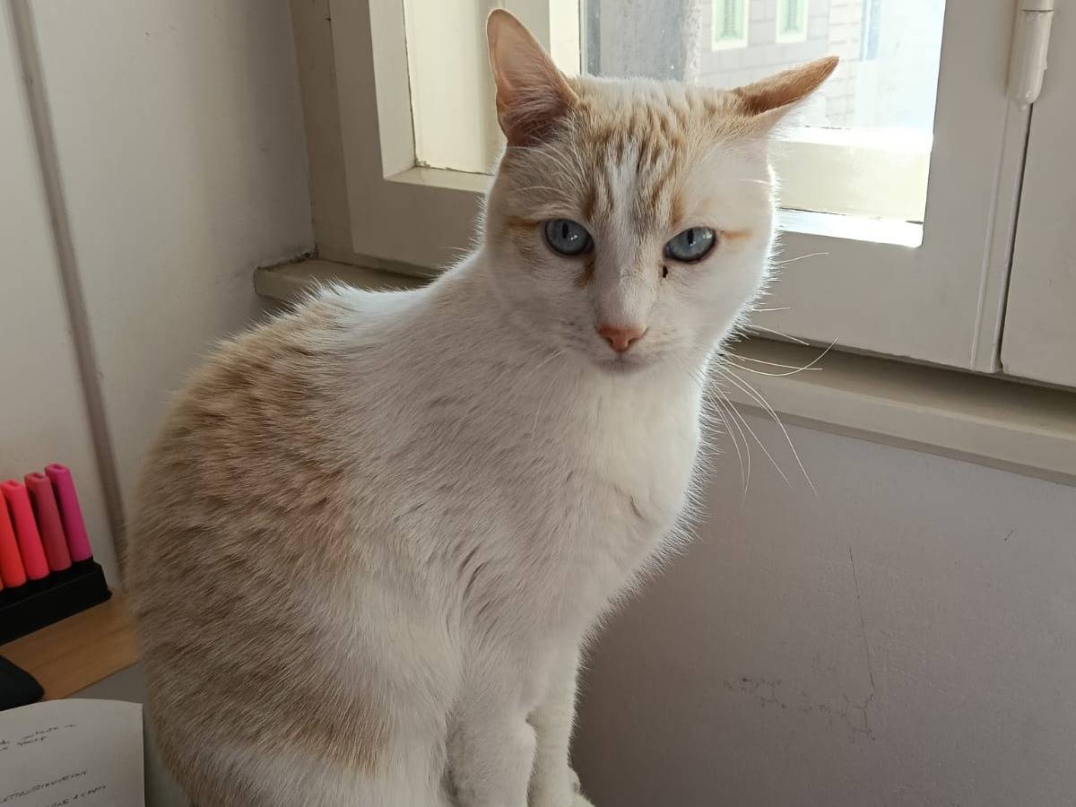 Adotta un gatto, maschio, 3 anni e 11 mesi, Trieste