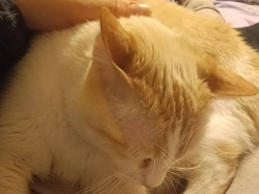 Adotta un gatto, taglia non valida, maschio, Trieste