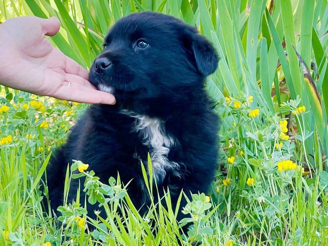 Adozione cane, maschio, Razza sconosciuta Razza sconosciuta, 1 mesi, taglia media, Pavia