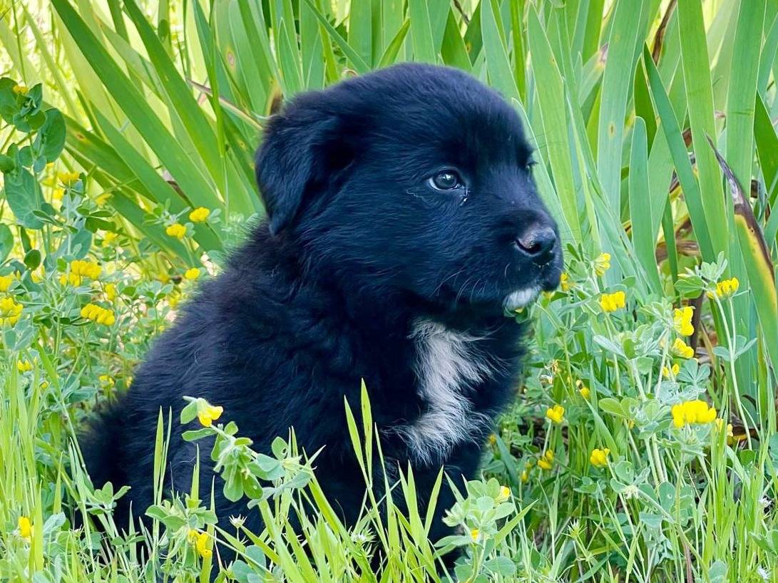Adotta un cane, maschio, 1 mesi, Pavia