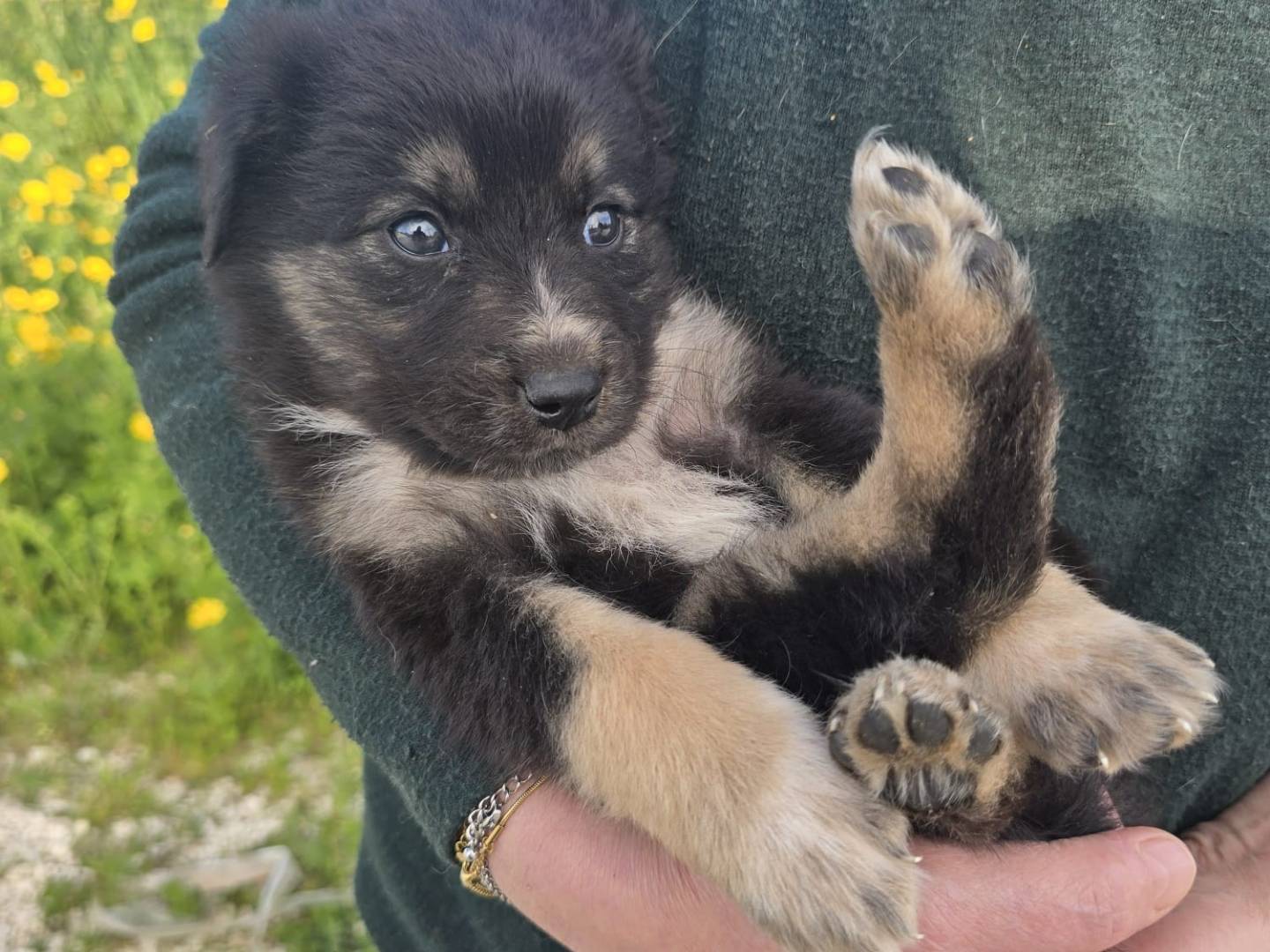 Adozione cane, femmina, Razza sconosciuta Razza sconosciuta, 2 mesi, taglia media contenuta, Palermo