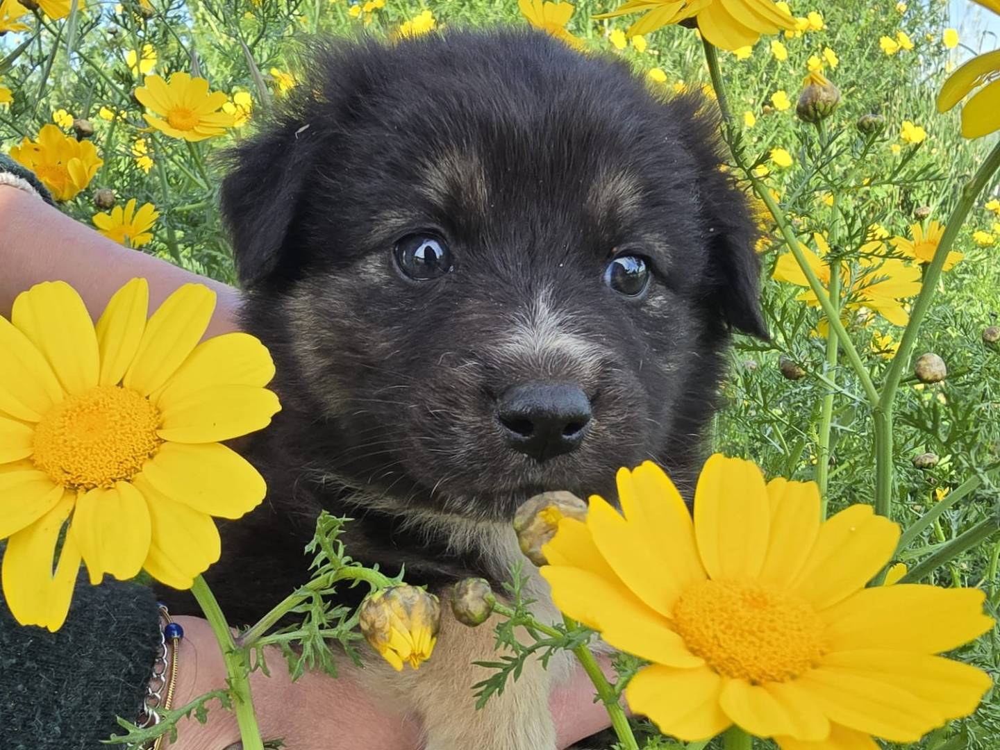 Adotta un cane, femmina, 2 mesi, Palermo