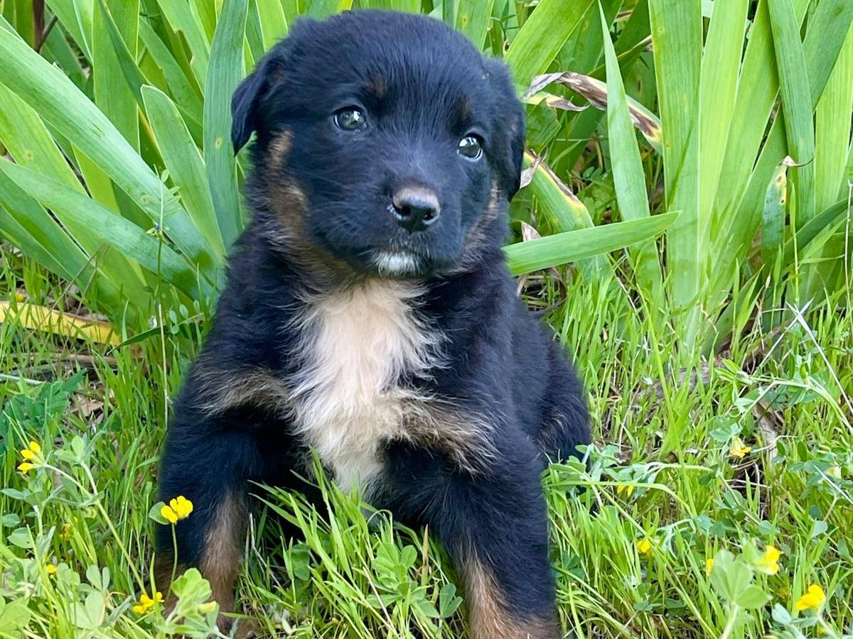 Adotta un cane, femmina, 2 mesi, Rimini