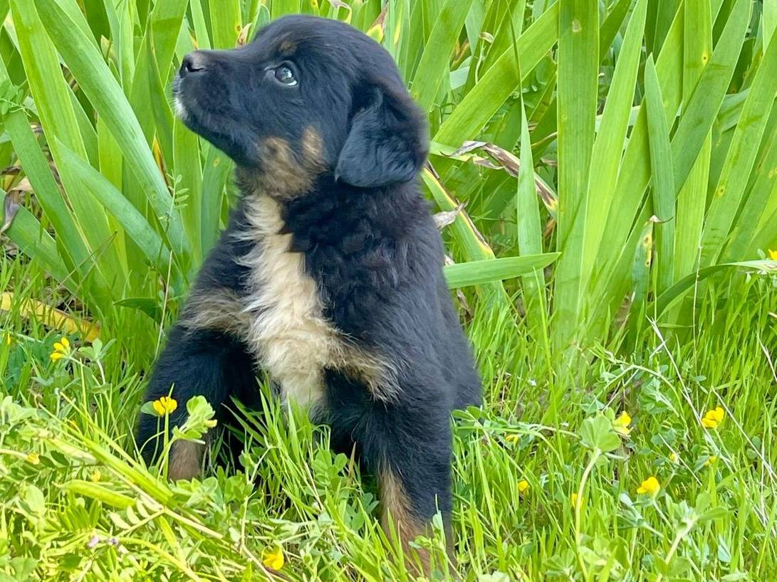 Vuoi adottare un cane a Rimini?