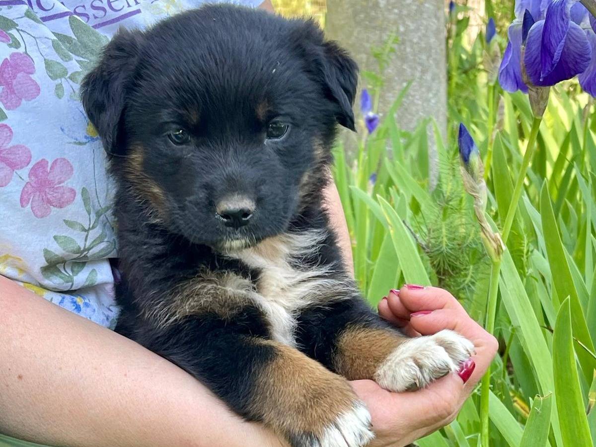 Adotta il cane Sombra a Rimini