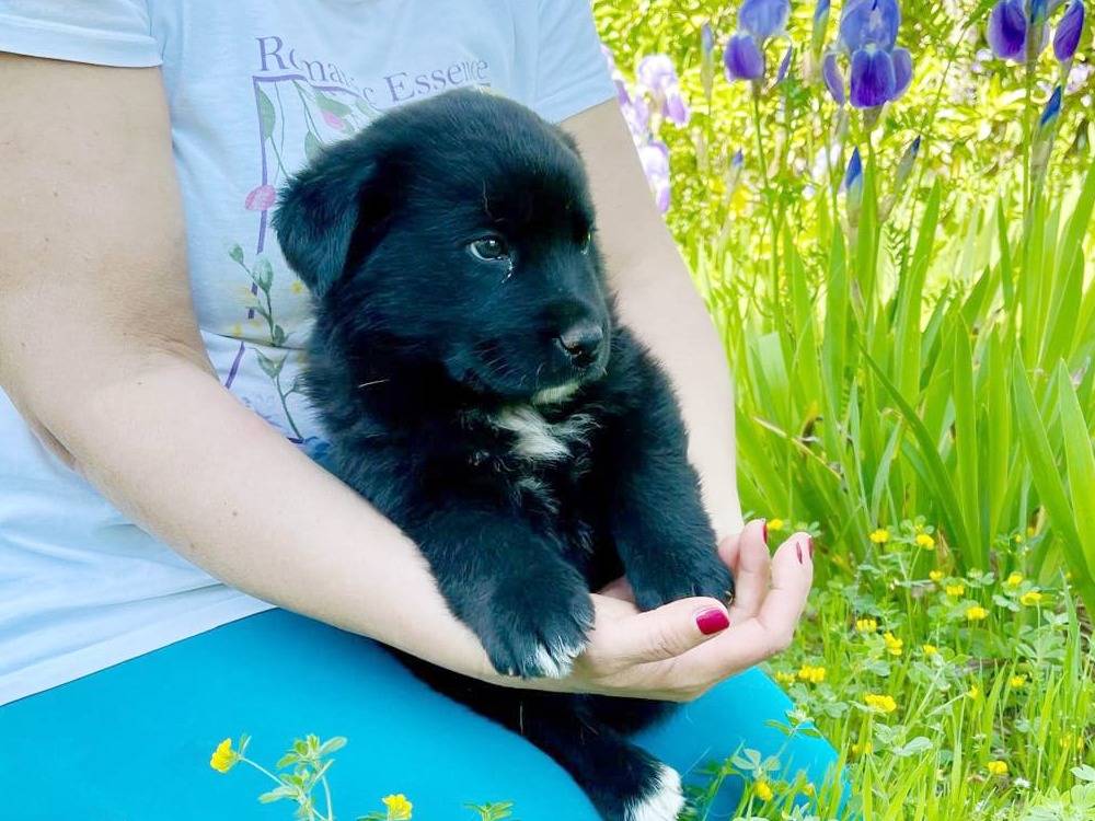 Adotta un cane, taglia media, maschio, Pavia