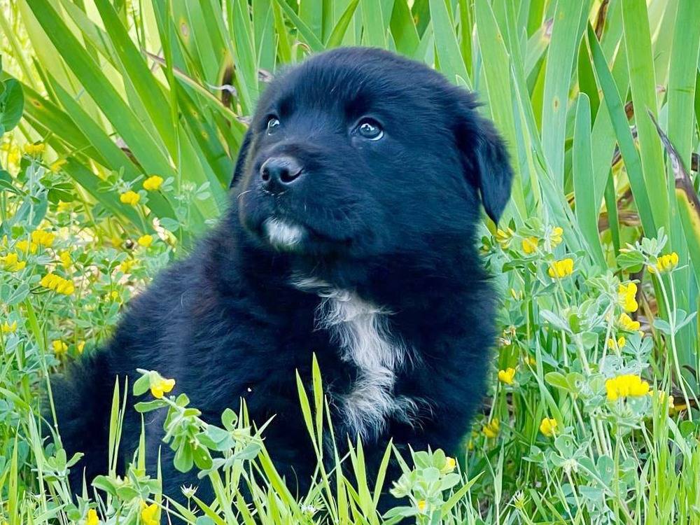 Adotta il cane Darko a Pavia