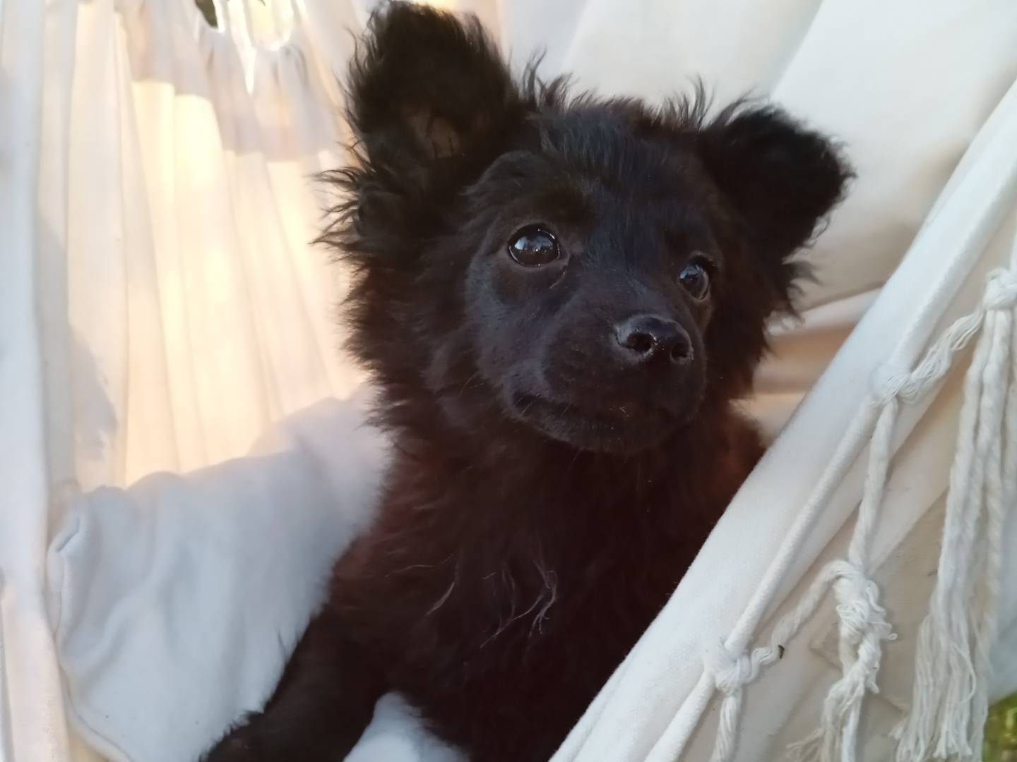 Adozione cane, femmina, Razza sconosciuta Razza sconosciuta, 2 mesi, taglia piccola, Frosinone