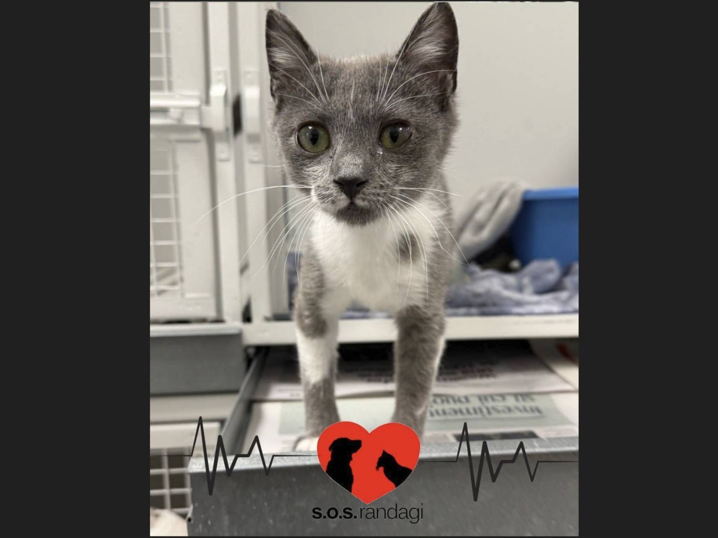 Adozione gatto, femmina, Razza sconosciuta Razza sconosciuta, 5 mesi, taglia non valida, Milano