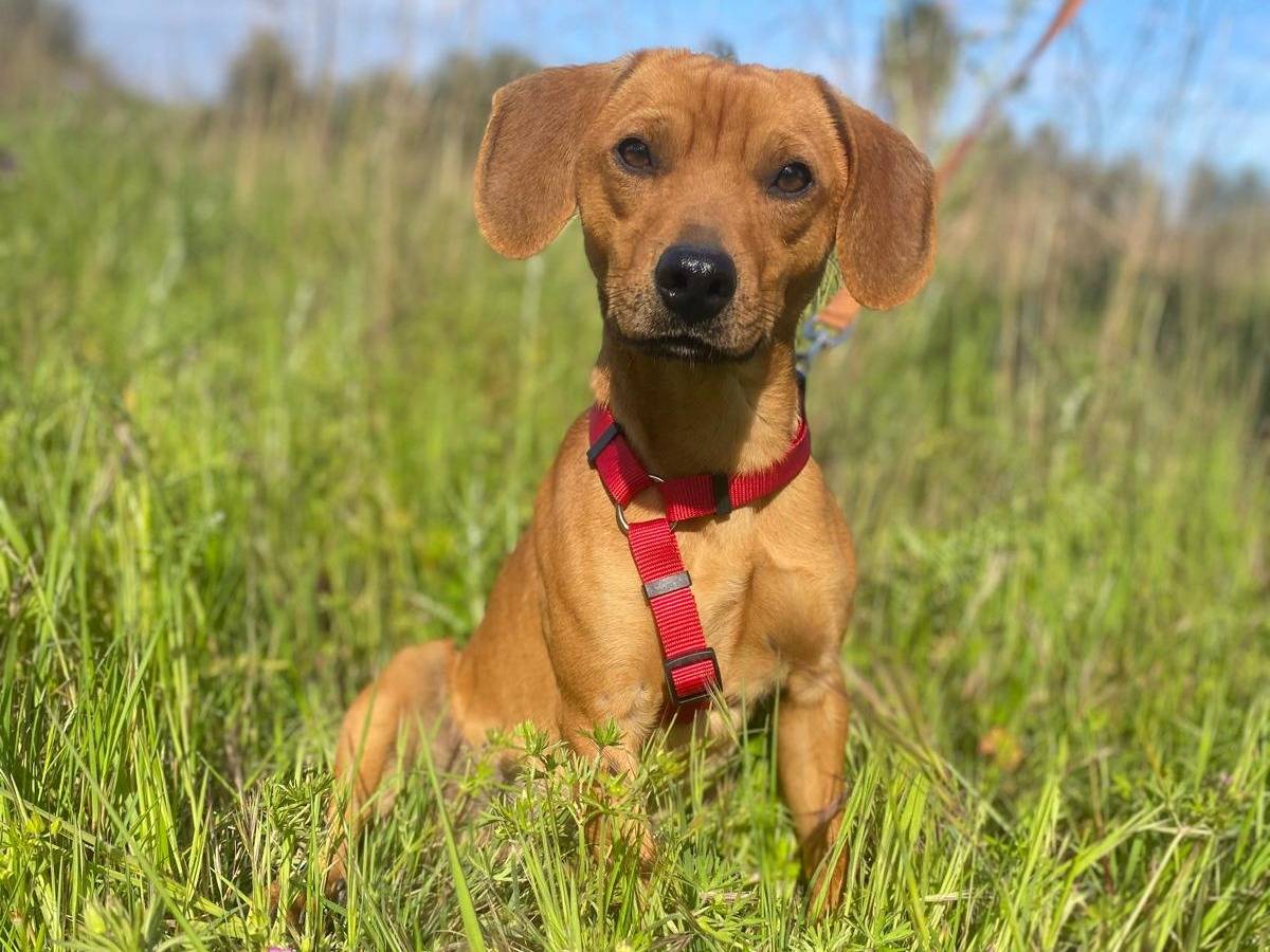 Adozione cane, maschio, Razza sconosciuta Razza sconosciuta, 1 anno e 2 mesi, taglia piccola, Siracusa