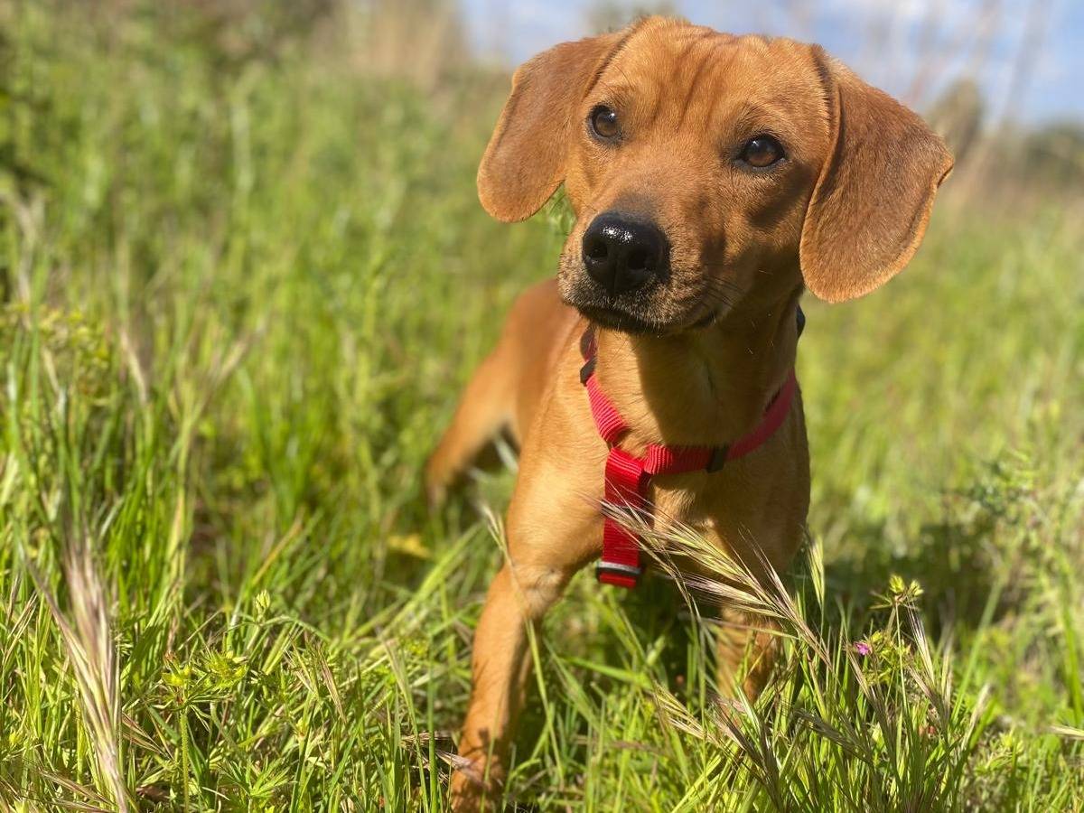 Adotta un cane, maschio, 1 anno e 2 mesi, Siracusa