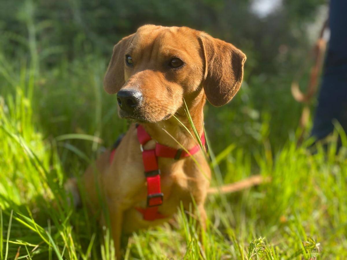 Adotta un cane, taglia piccola, maschio, Siracusa