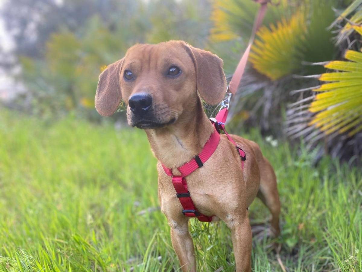 Vuoi adottare un cane a Siracusa?