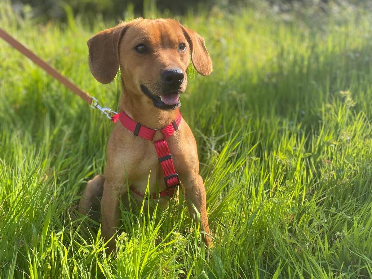 Adotta il cane Twix a Siracusa