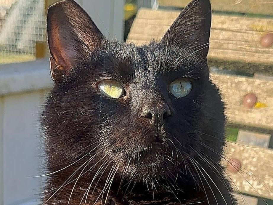 Adozione gatto, femmina, Razza sconosciuta Razza sconosciuta, 1 anno e 10 mesi, taglia non valida, Roma