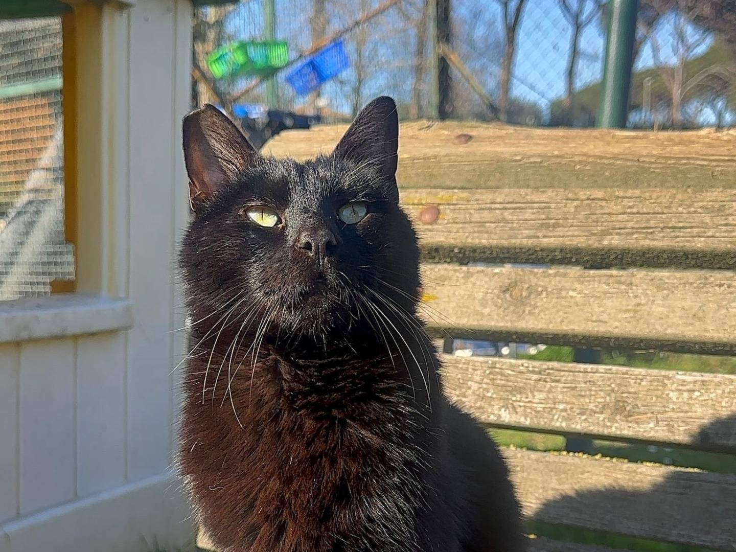 Adotta un gatto, femmina, 1 anno e 10 mesi, Roma