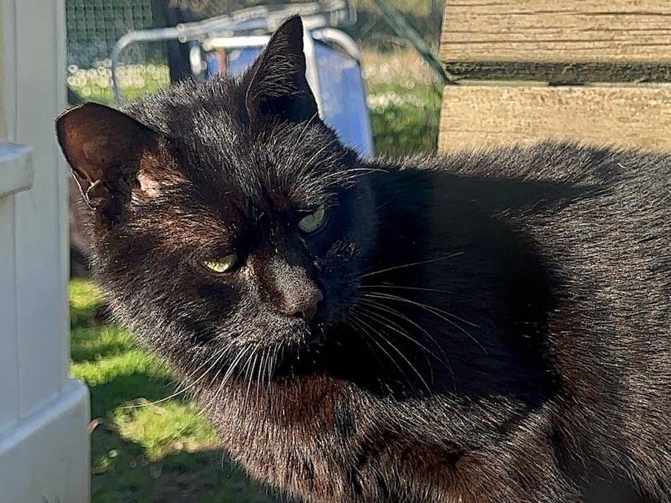 Adotta un gatto, taglia non valida, femmina, Roma