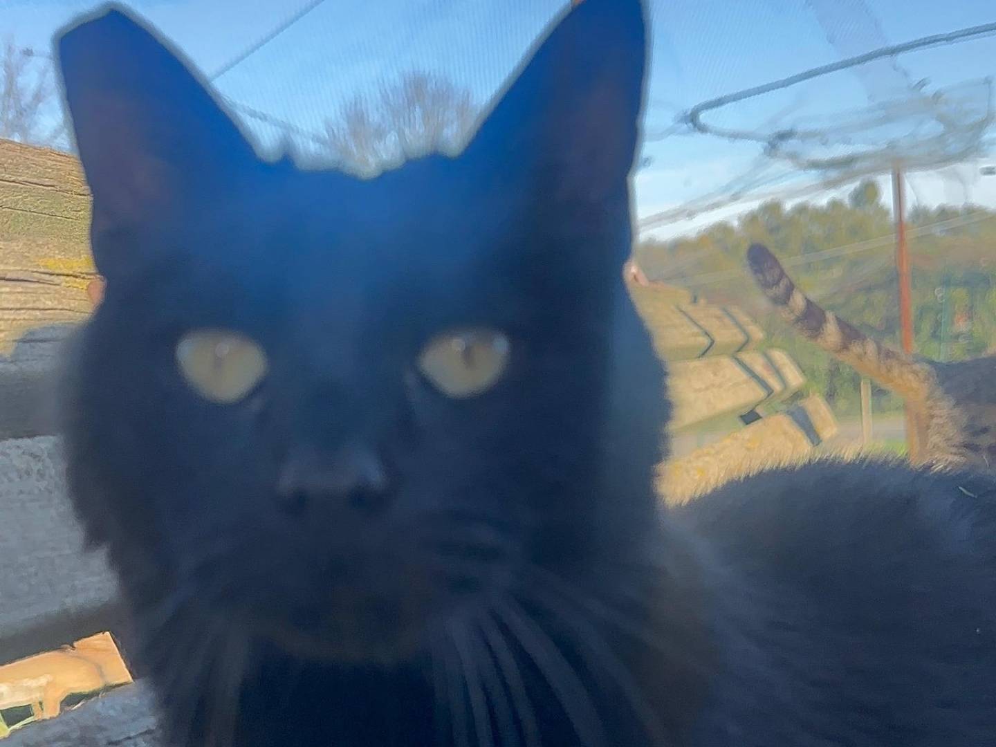 Vuoi adottare un gatto a Roma?