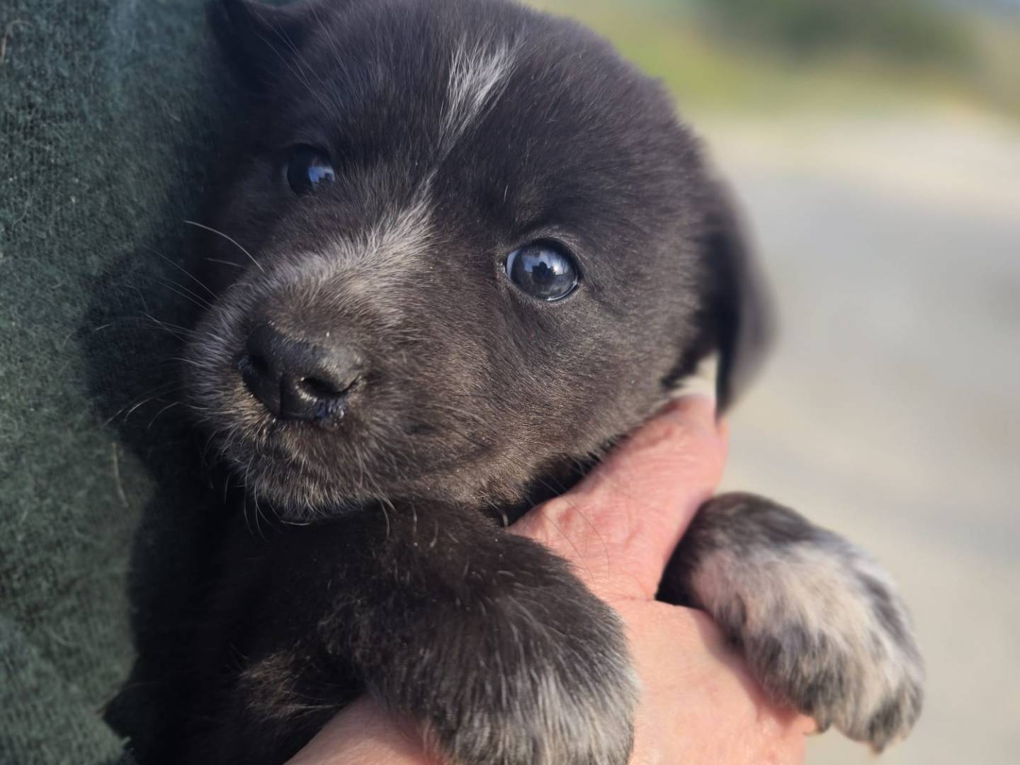 Adozione cane, femmina, Razza sconosciuta Razza sconosciuta, 2 mesi, taglia media contenuta, Palermo