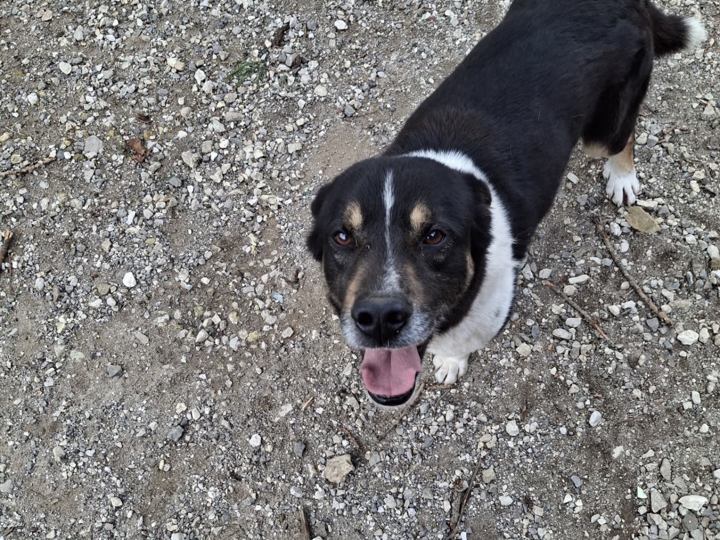 Vuoi adottare un cane a Milano?