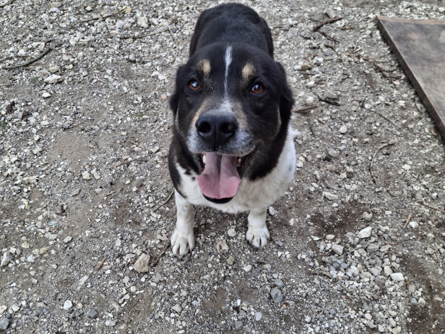 Adotta il cane Franz a Milano