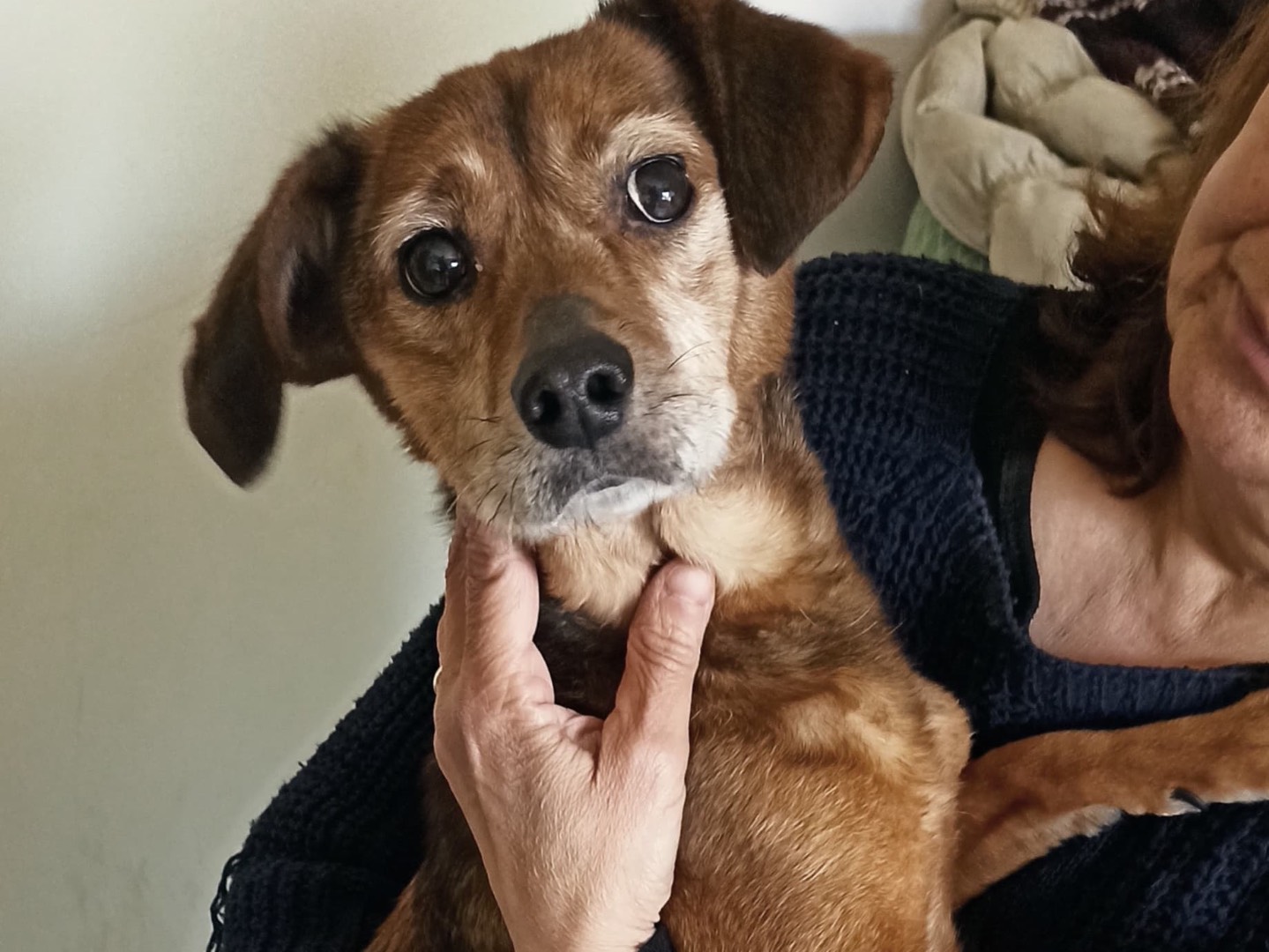 Adozione cane, femmina, Razza sconosciuta Razza sconosciuta, 10 anni, taglia piccola, Salerno