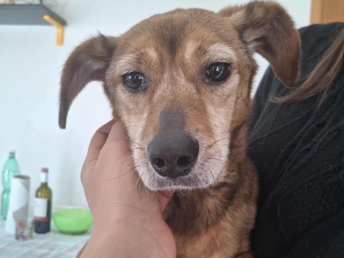 Adotta un cane, femmina, 10 anni, Salerno