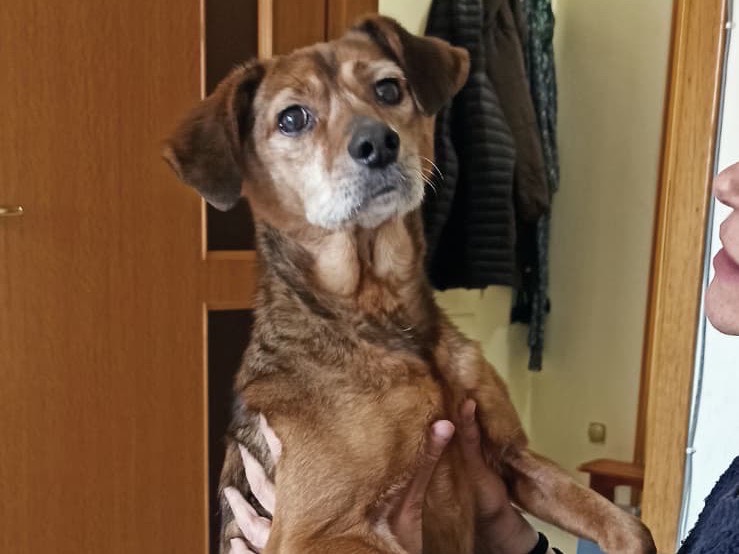 Adotta un cane, taglia piccola, femmina, Salerno