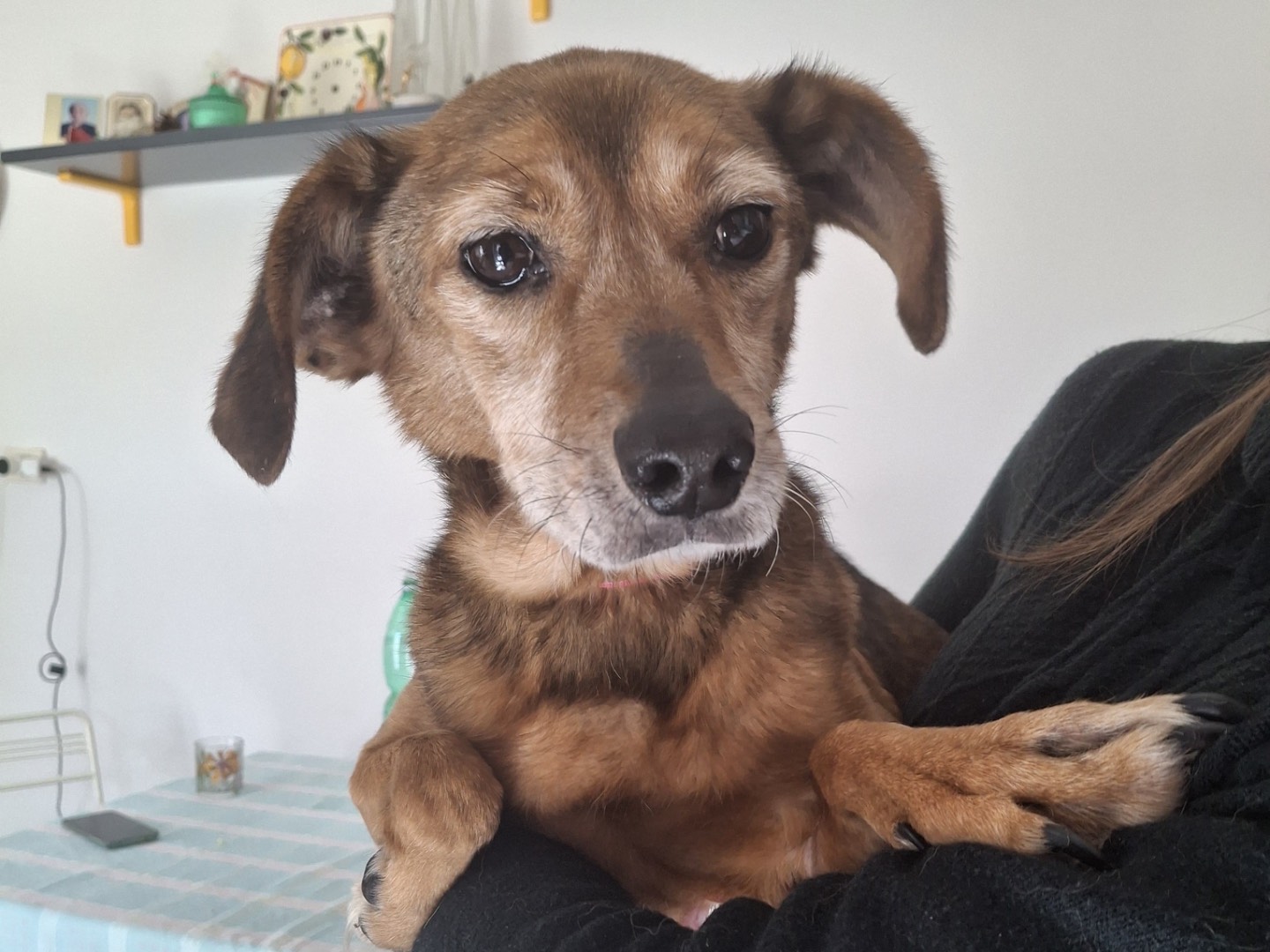 Vuoi adottare un cane a Salerno?