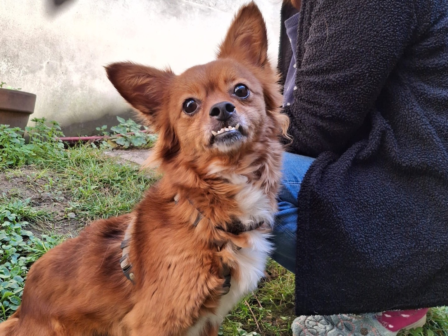 Adozione cane, femmina, Razza sconosciuta Razza sconosciuta, 4 anni e 11 mesi, taglia piccola, Salerno