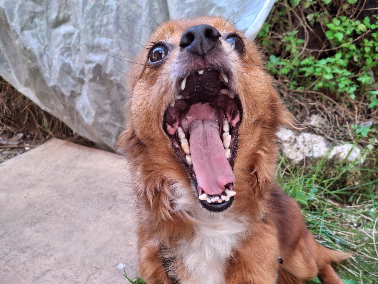 Adotta un cane, femmina, 4 anni e 11 mesi, Salerno