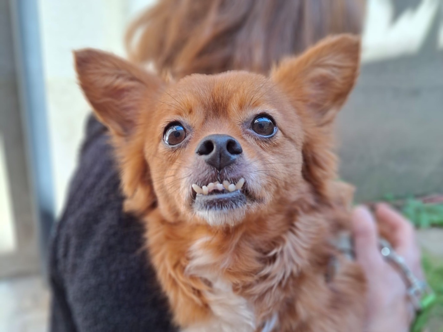 Vuoi adottare un cane a Salerno?