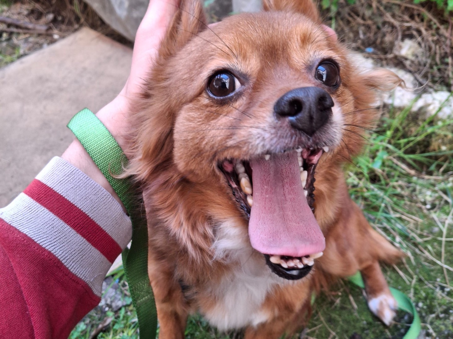 Adotta il cane Bea a Salerno