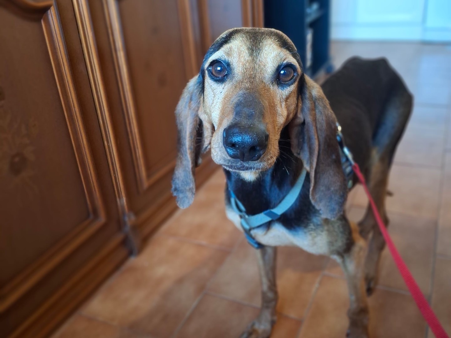 Adozione cane, femmina, Segugio Razza sconosciuta, 2 anni, taglia media contenuta, Salerno