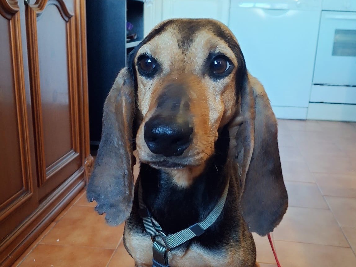 Adotta un cane, femmina, 2 anni, Salerno