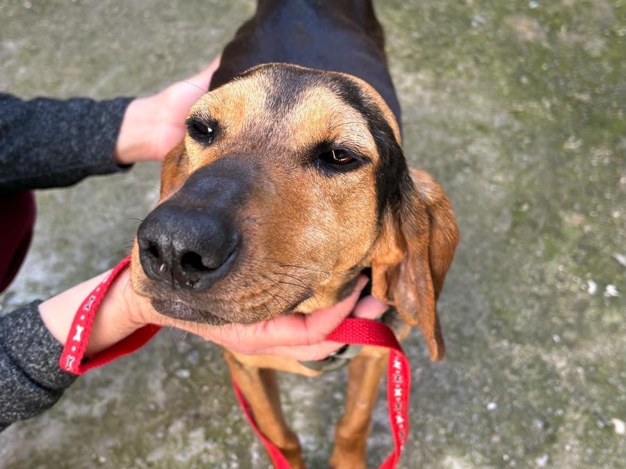 Adotta un cane, taglia media contenuta, femmina, Salerno