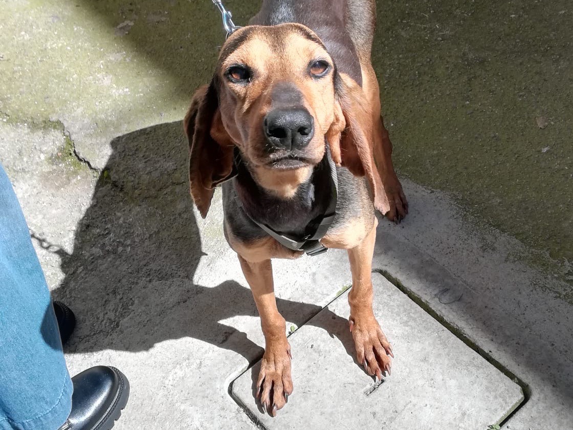 Vuoi adottare un cane a Salerno?