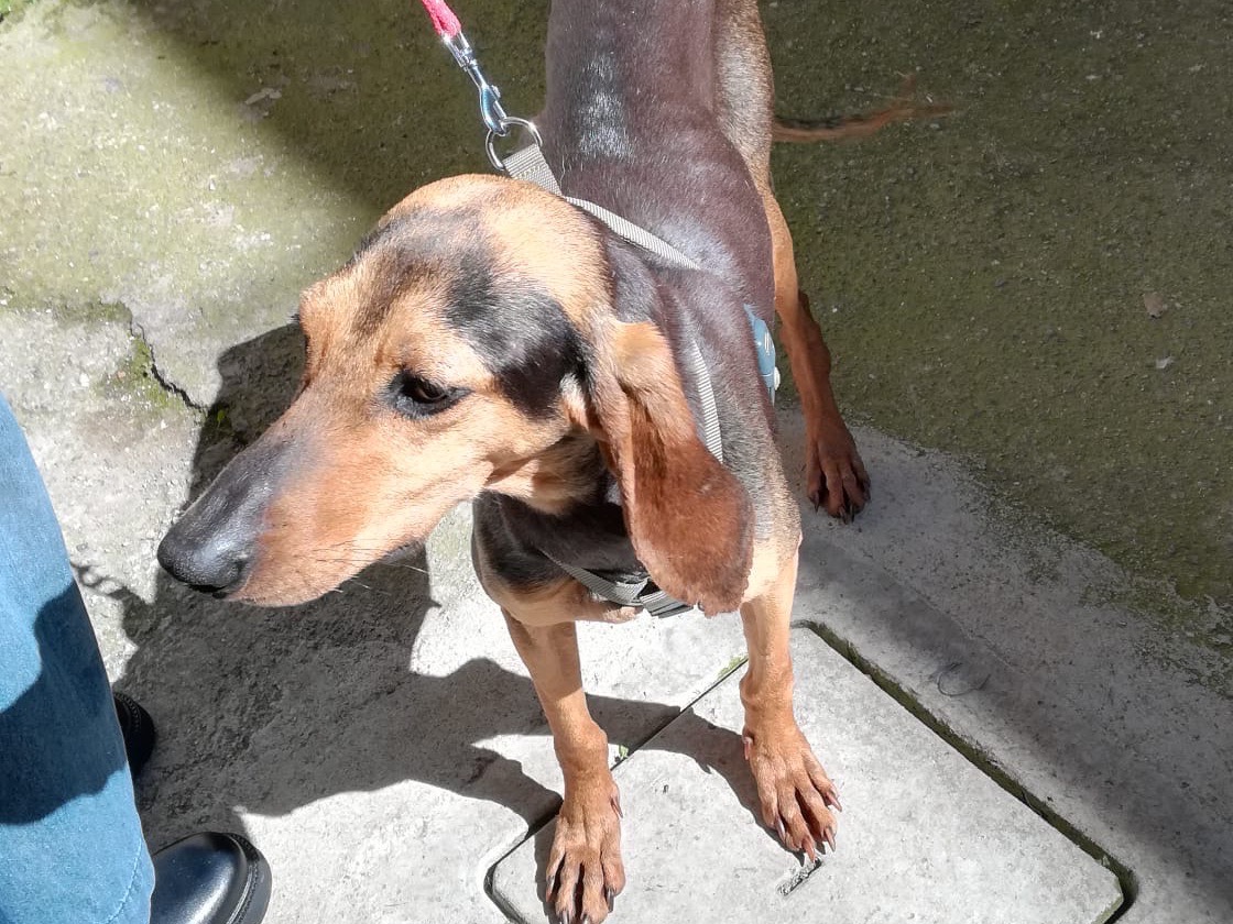 Adotta il cane Lory a Salerno