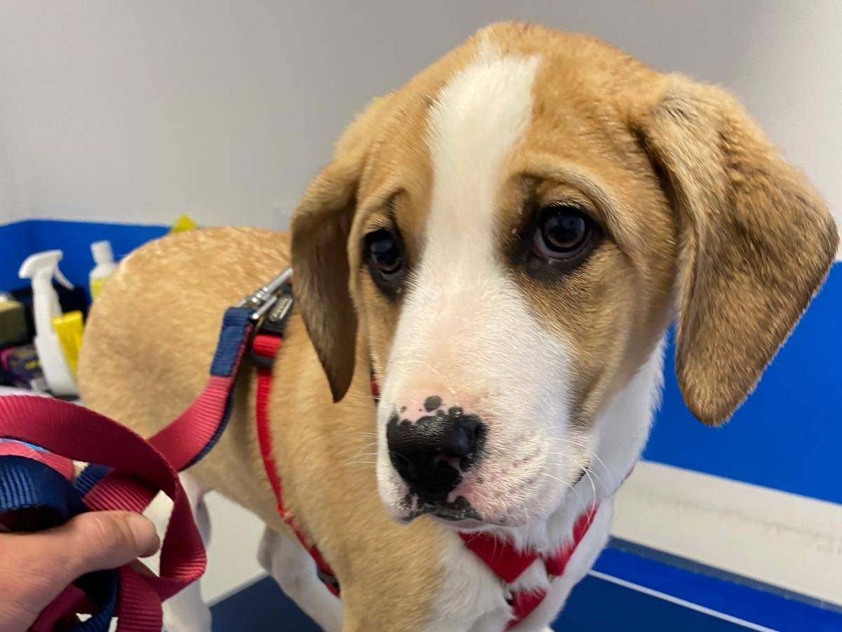 Adozione cane, femmina, Razza sconosciuta Razza sconosciuta, 5 mesi, taglia piccola, Palermo