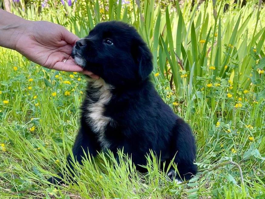 Adozione cane, femmina, Razza sconosciuta Razza sconosciuta, 2 mesi, taglia media, Parma