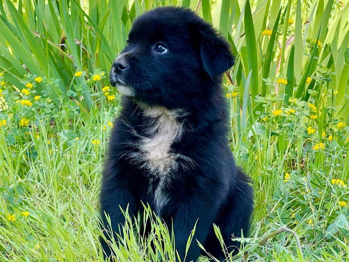 Adotta un cane, femmina, 2 mesi, Parma