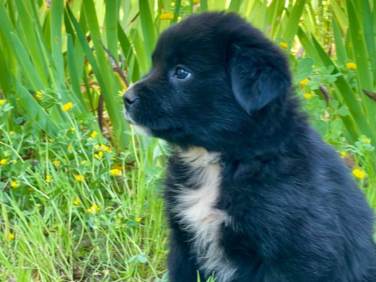 Adotta un cane, taglia media, femmina, Parma