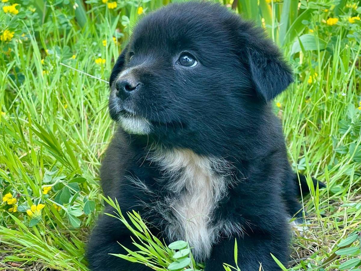 Vuoi adottare un cane a Parma?